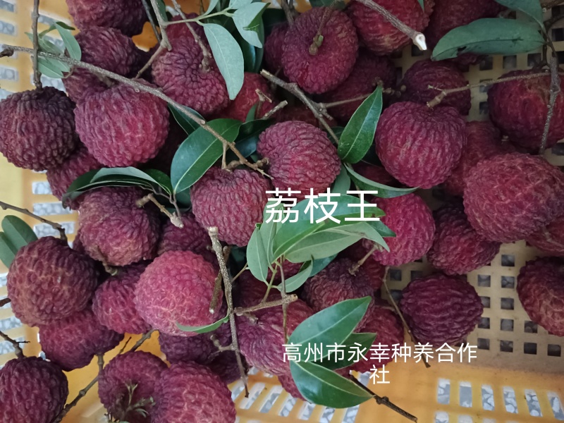 荔枝王，御金球，金香，桂味管一件代发