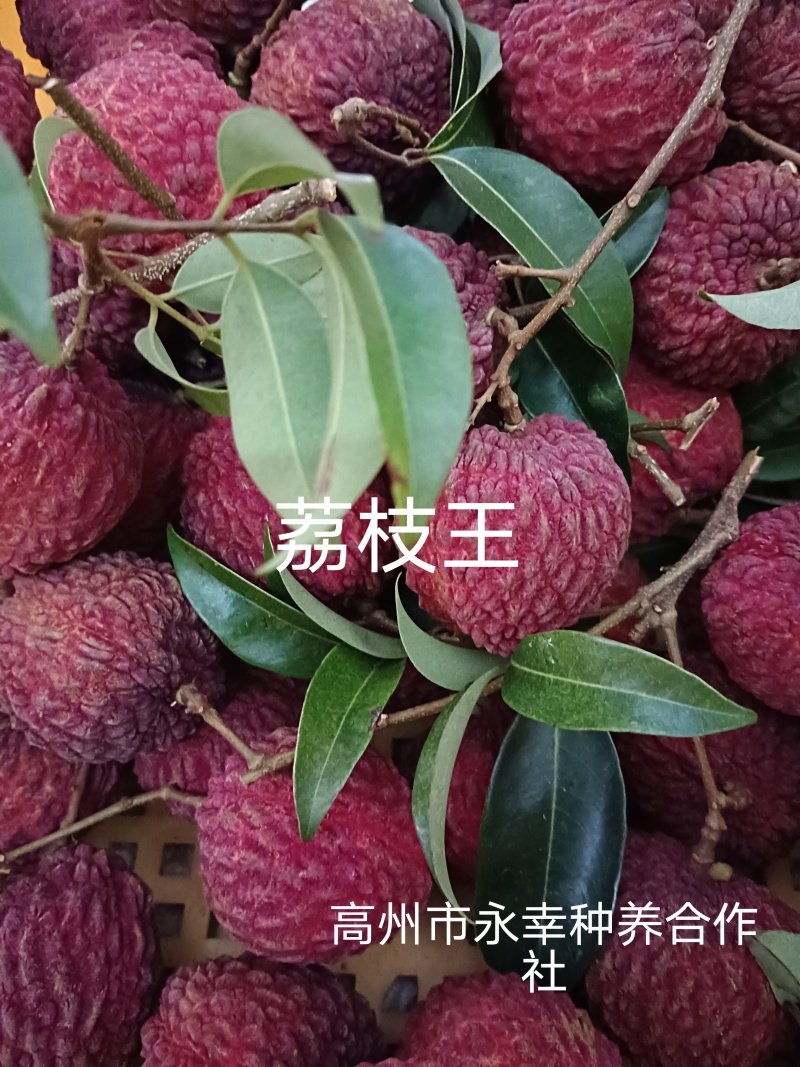 荔枝王，御金球，金香，桂味管一件代发