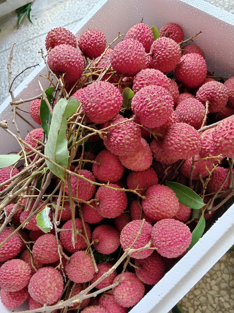 荔枝王，御金球，金香，桂味管一件代发