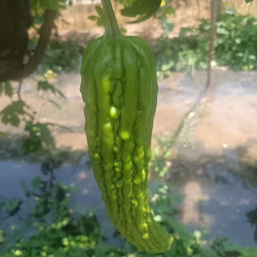 苦瓜