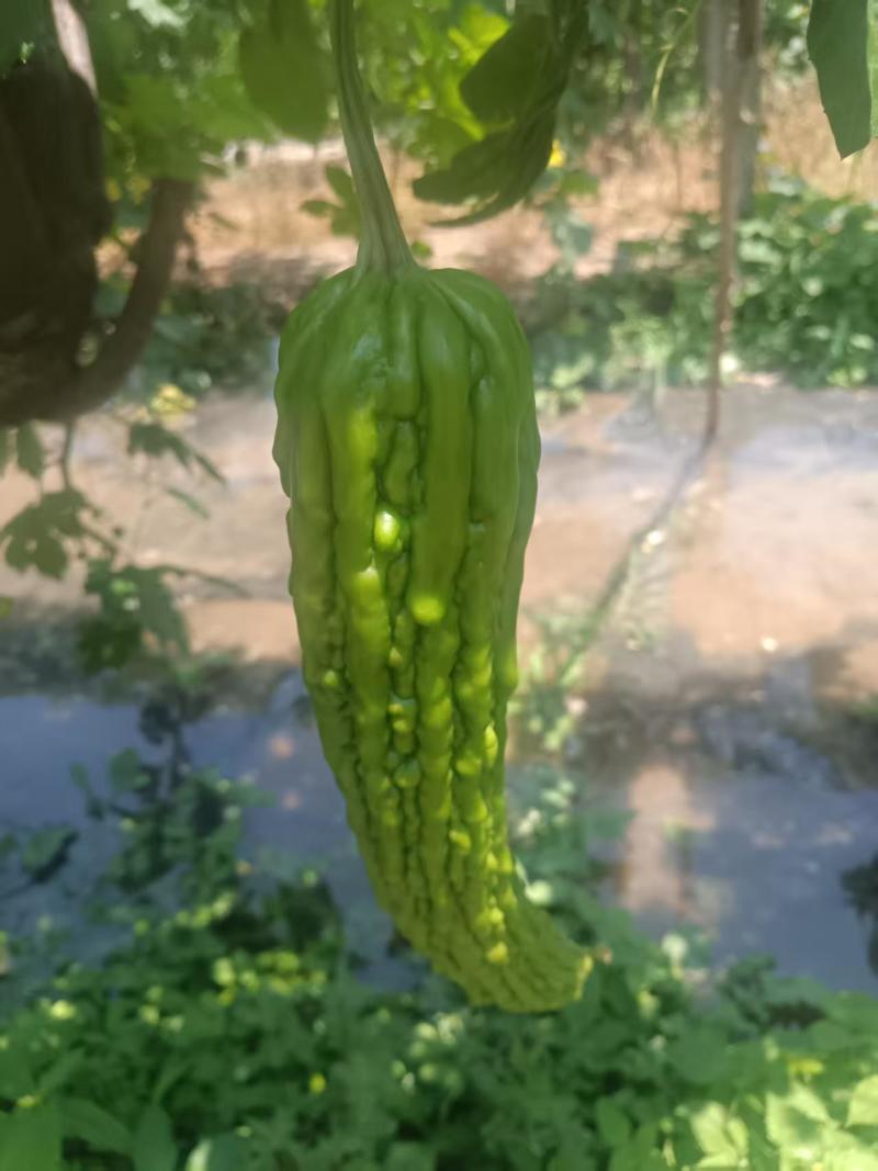 苦瓜