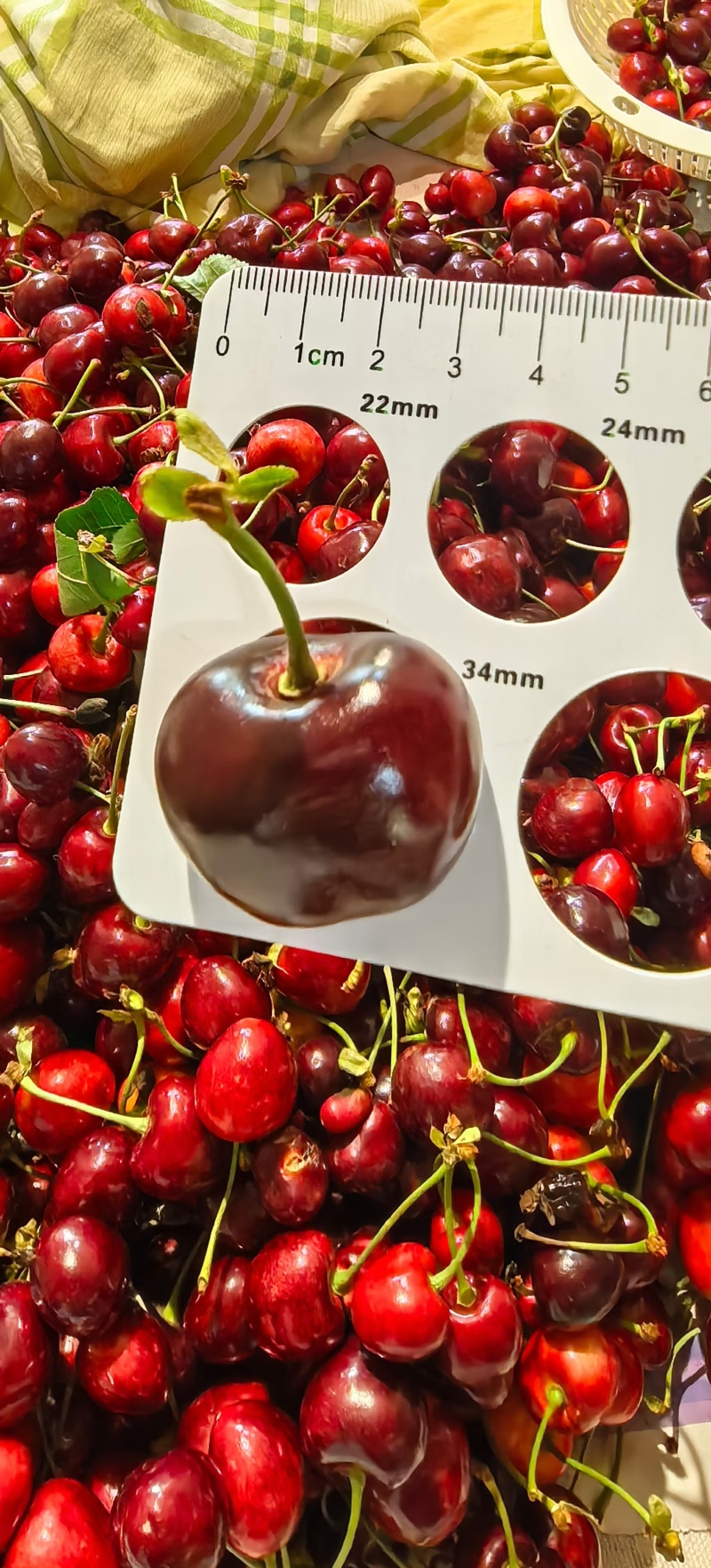 自家果园直采直发✈️没有中间商赚差价[拥抱]从采摘到发货不
