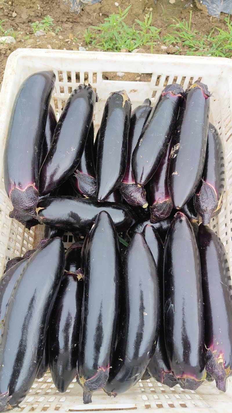 茄子