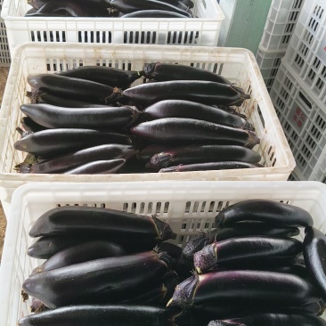 茄子