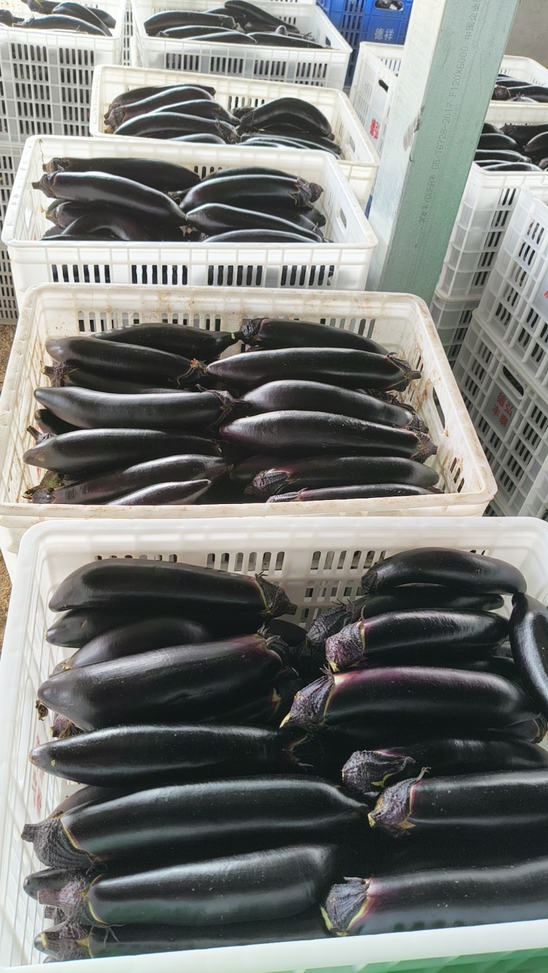 茄子