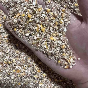毛粮碎玉米，8个粮