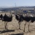 古浪大靖鸵鸟