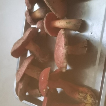 野生菌
