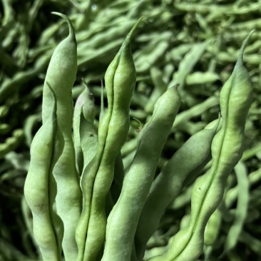 肉豆