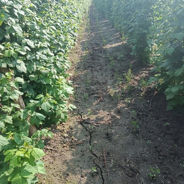 红树莓A果大量上市