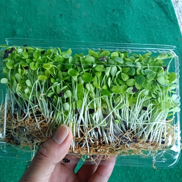 安徽丰农香椿芽苗菜