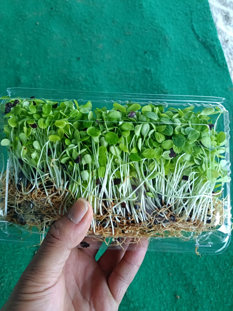 安徽丰农香椿芽苗菜