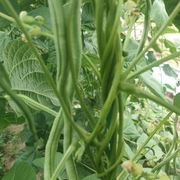 四季豆，架豆，