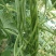 四季豆，架豆，