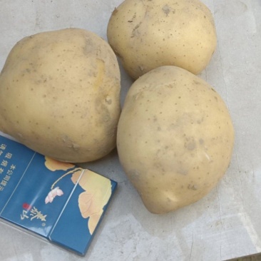 改良沃土马铃薯