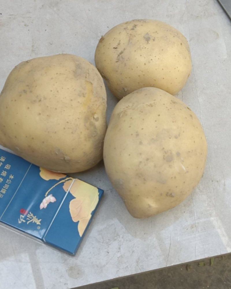 改良沃土马铃薯