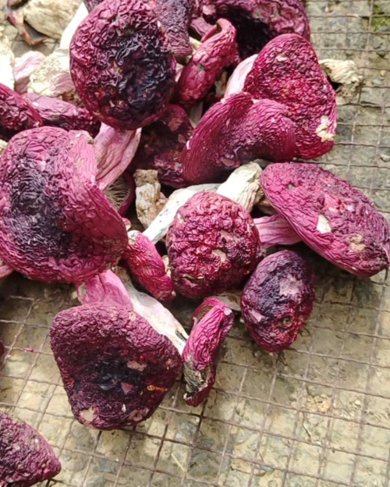 红菇