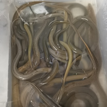 鳝鱼