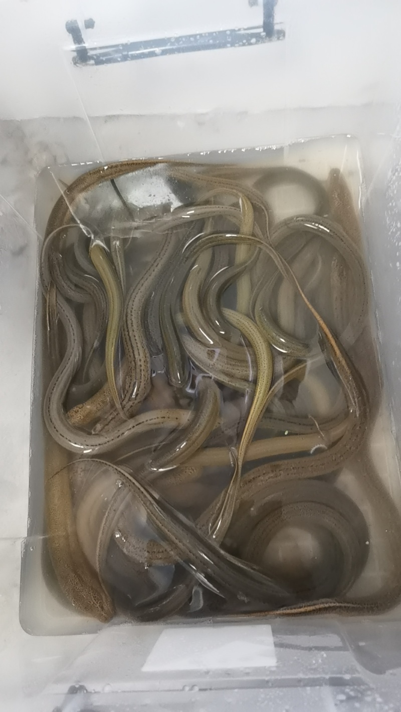 鳝鱼
