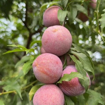 广西三华李