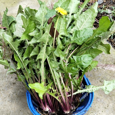 各种野生草药