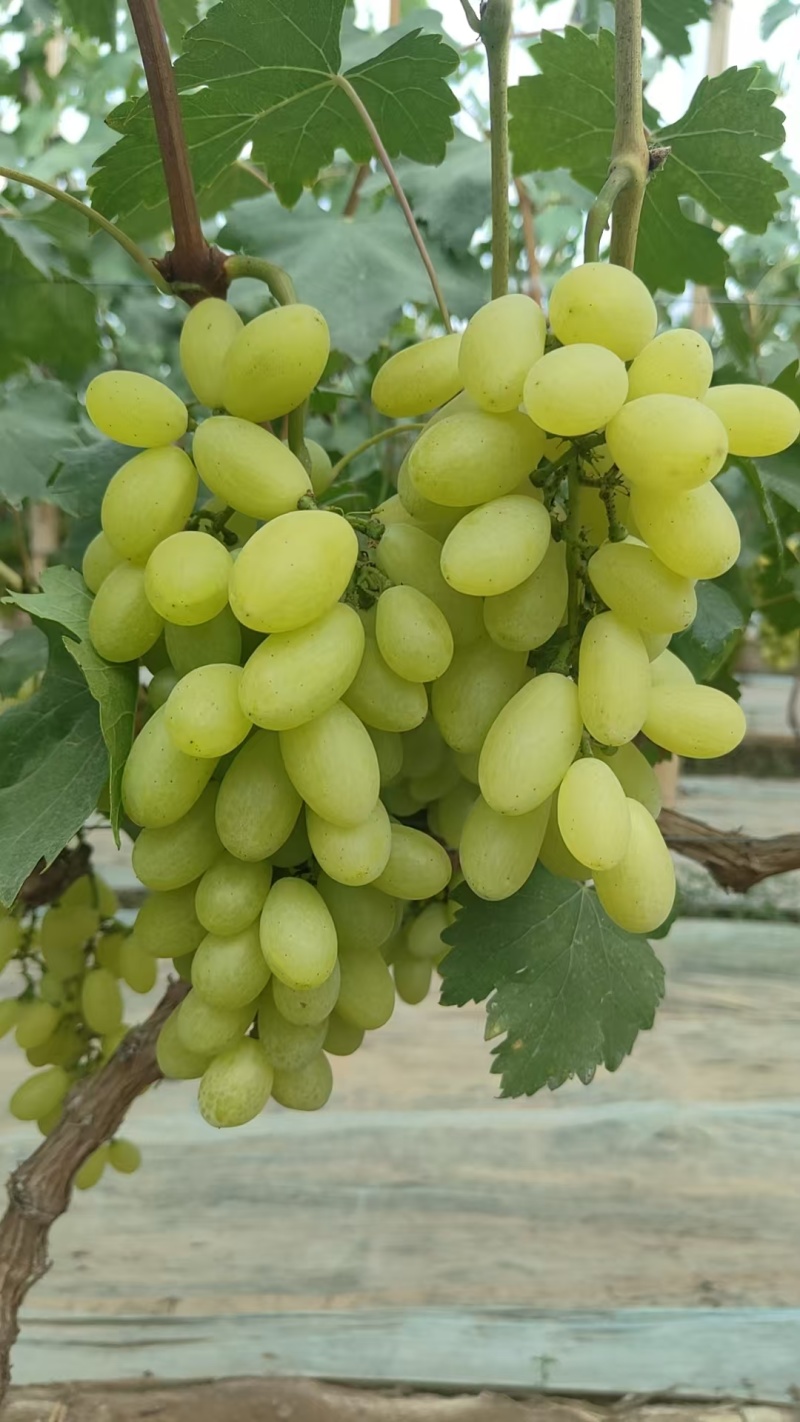 金蜜葡萄量大