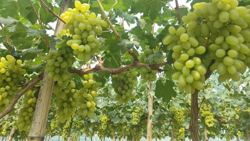 金蜜葡萄量大
