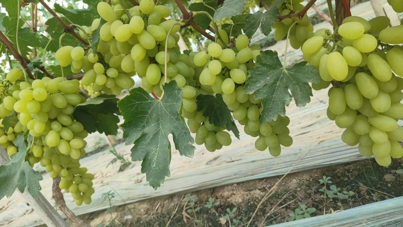 金蜜葡萄量大