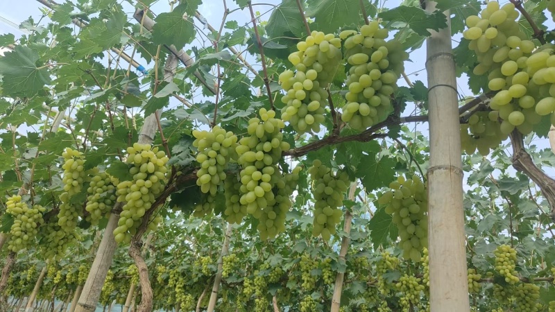 金蜜葡萄量大