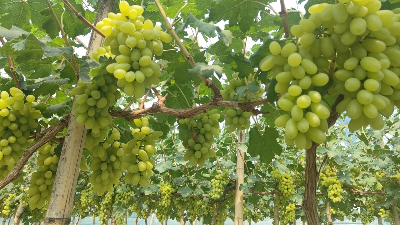 金蜜葡萄量大