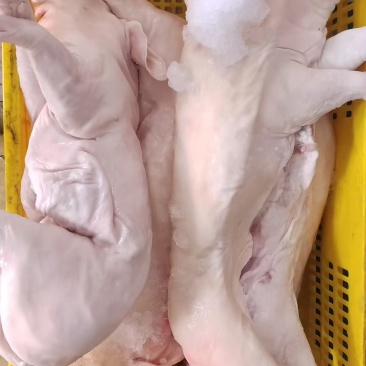🐷🐷🐷
