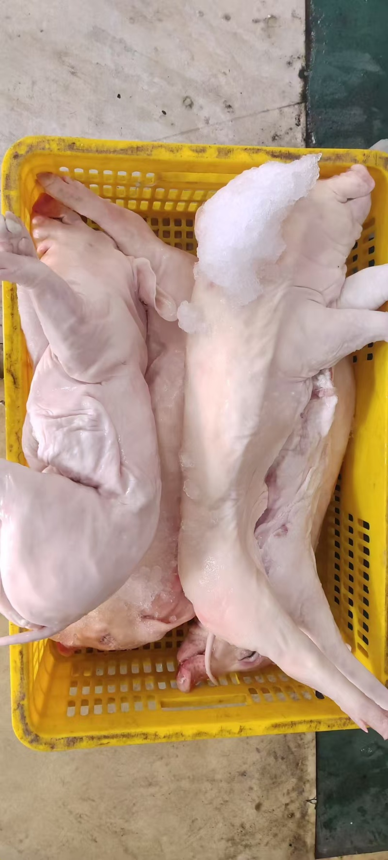 🐷🐷🐷