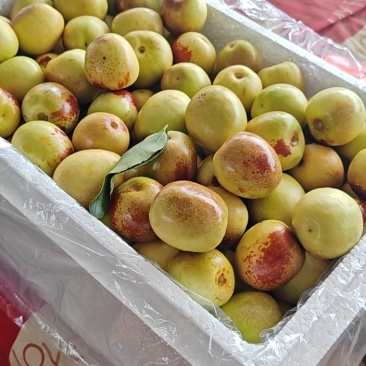 大荔冬枣
