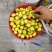 大荔冬枣