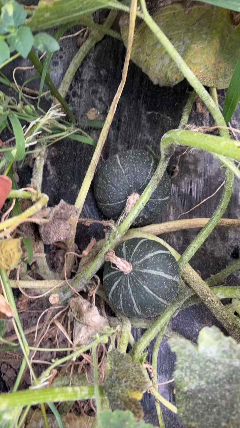 贝贝南瓜