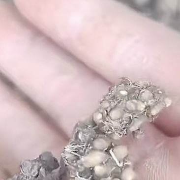 产地大量供应水洗二遍精品猫爪草，统货，选货大量供应