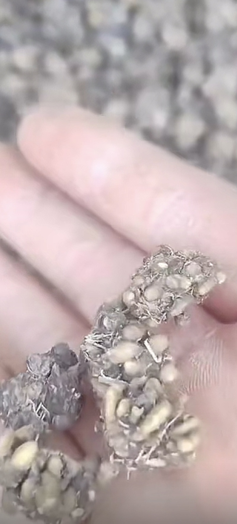 产地大量供应水洗二遍精品猫爪草，统货，选货大量供应