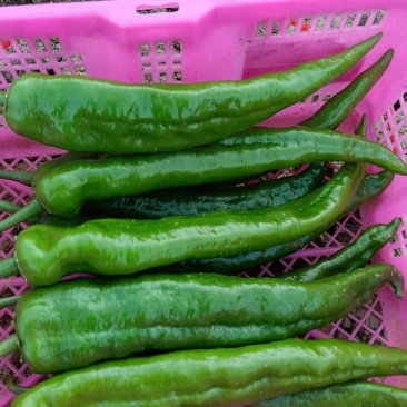 菜椒