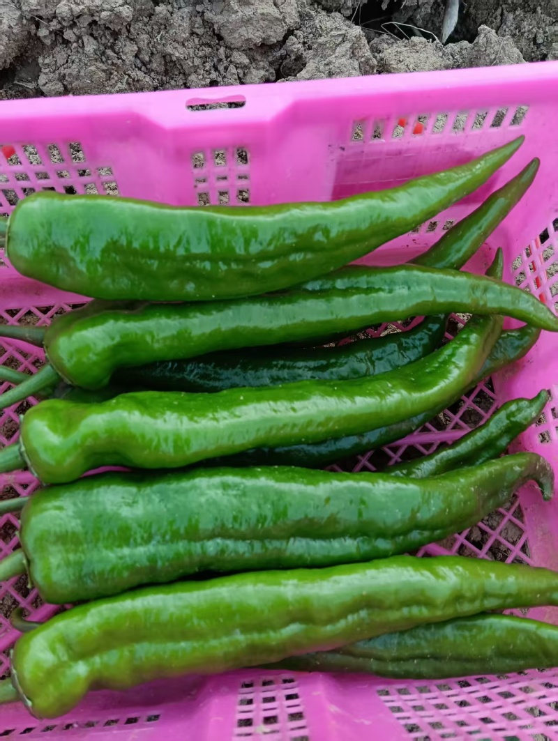 菜椒