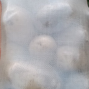 土豆