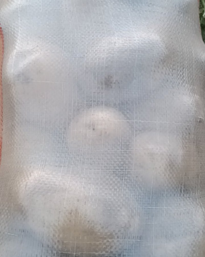土豆