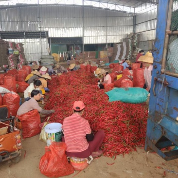 小米辣椒