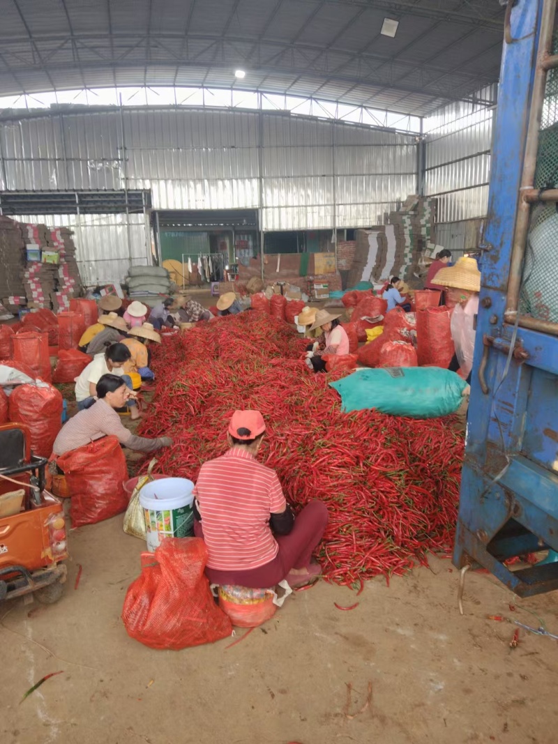 小米辣椒