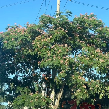 河北沧州槐米合欢花