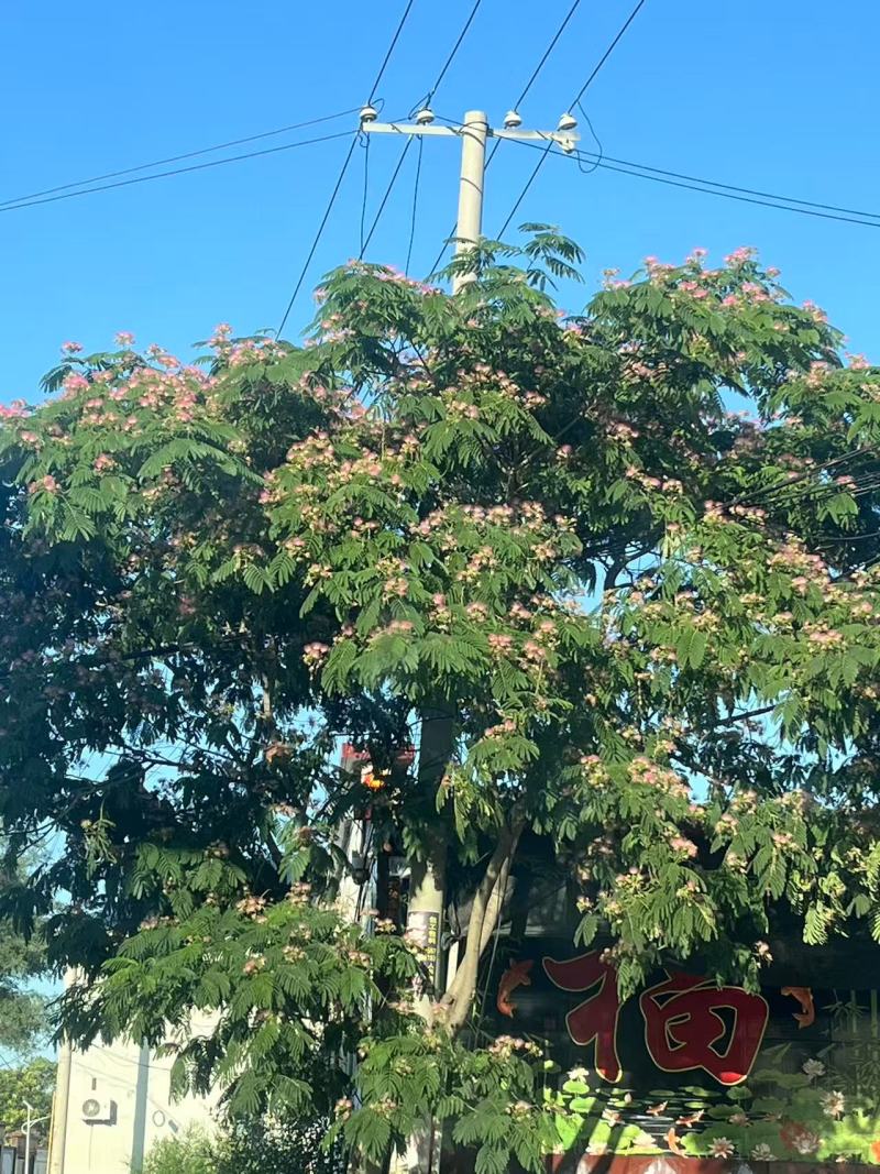 河北沧州槐米合欢花