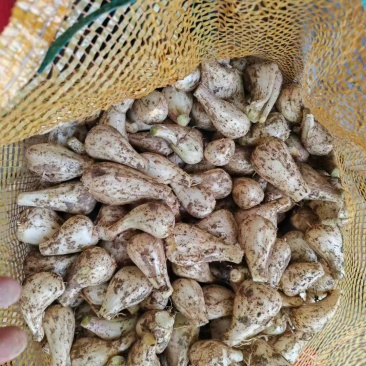 新鲜藠头，去头去尾量大需要联系我
