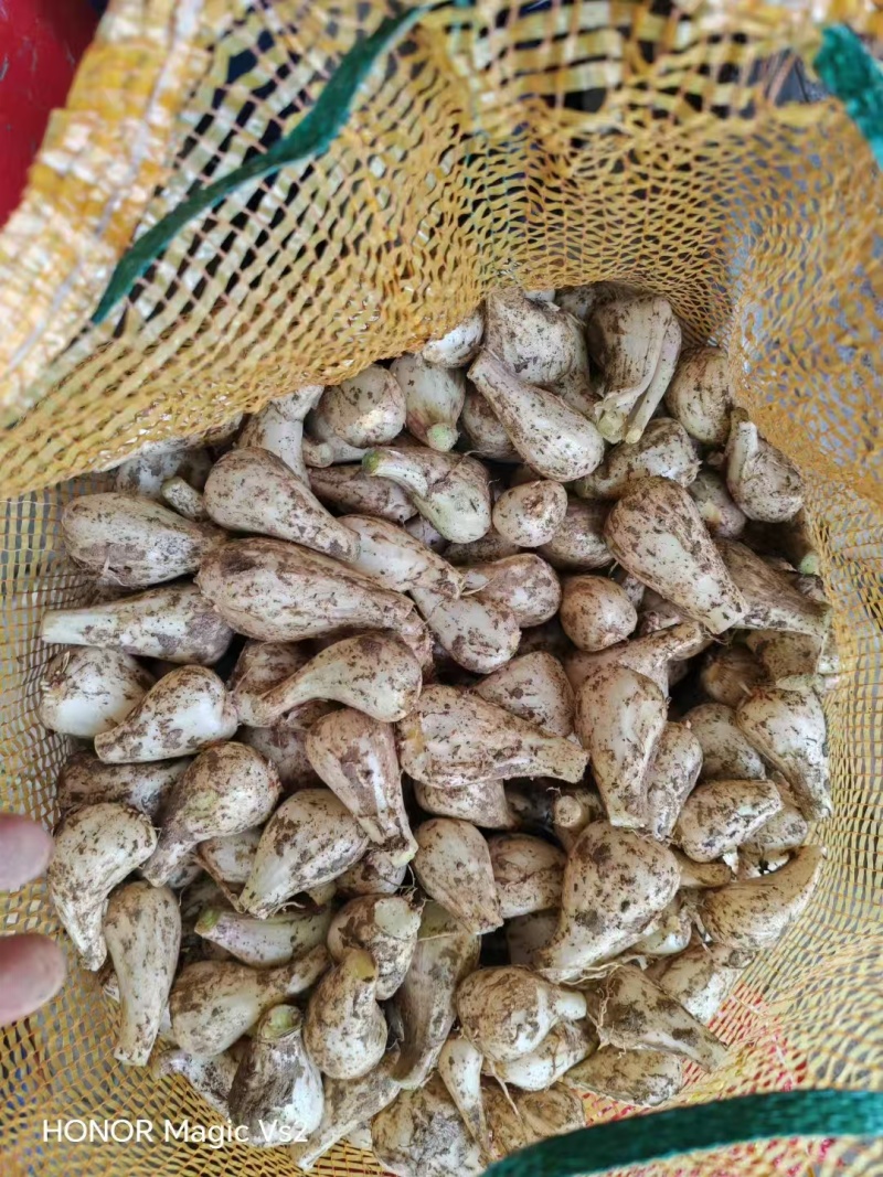新鲜藠头，去头去尾量大需要联系我
