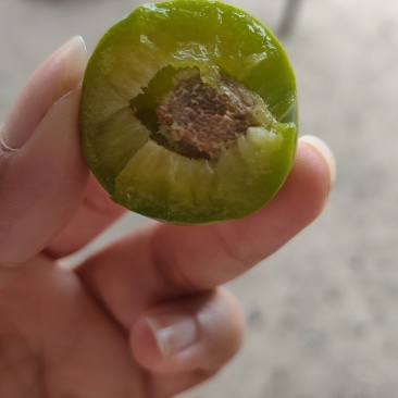 四川脱骨李