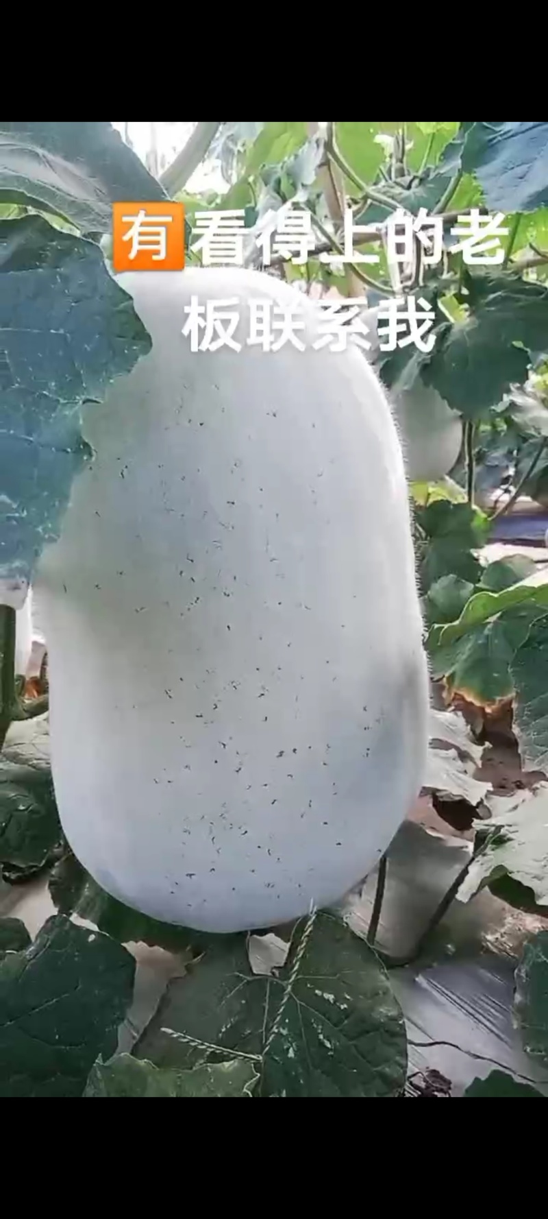 农家特产银灰色大冬瓜，产品储量丰富，可议价电话咨询