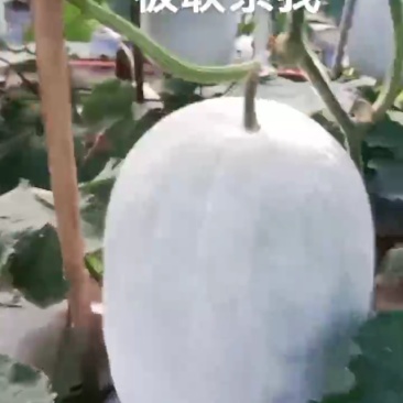 农家特产银灰色大冬瓜，产品储量丰富，可议价电话咨询
